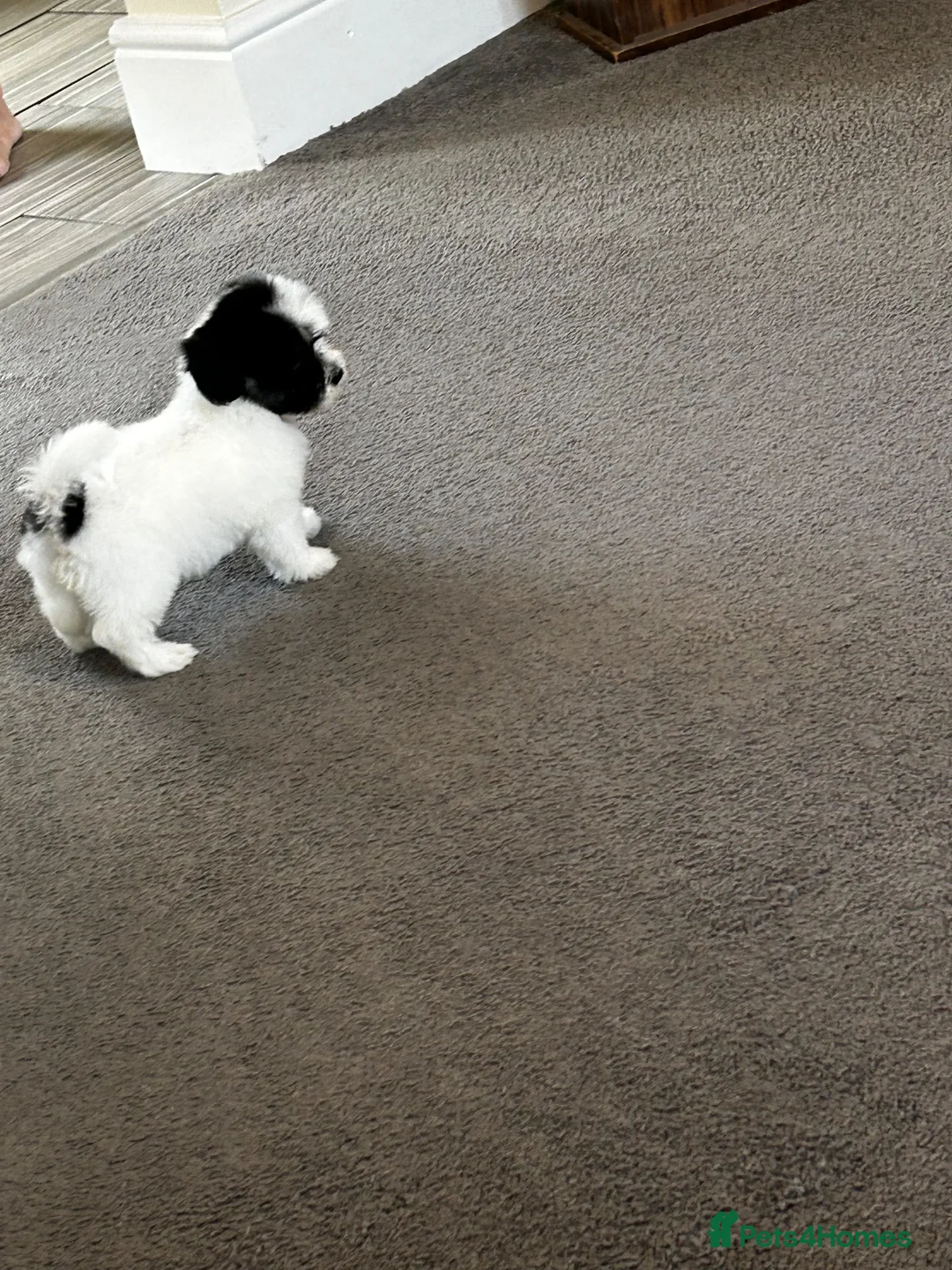 Havanese dogs for sale: Beautiful KC Registered Havanese Puppies - Advert 1