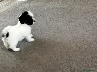 Havanese dogs Beautiful KC Registered Havanese Puppies - Advert 2