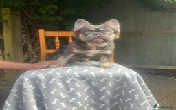 French Bulldog dogs for sale: French bulldogs full fluffy  - Image 5