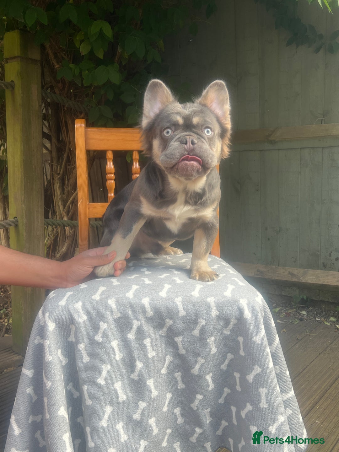French Bulldog dogs for sale: French bulldogs full fluffy  - Image 5