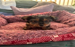 Yorkshire Terrier dogs for sale: Stunning Yorkshire terriers - Image 15