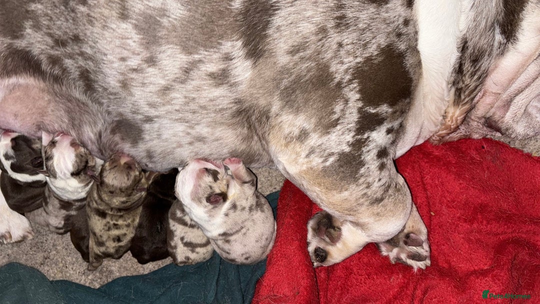 English Bulldog dogs for sale: 💖 5 Adorable English bulldog puppies 💖 - Image 20