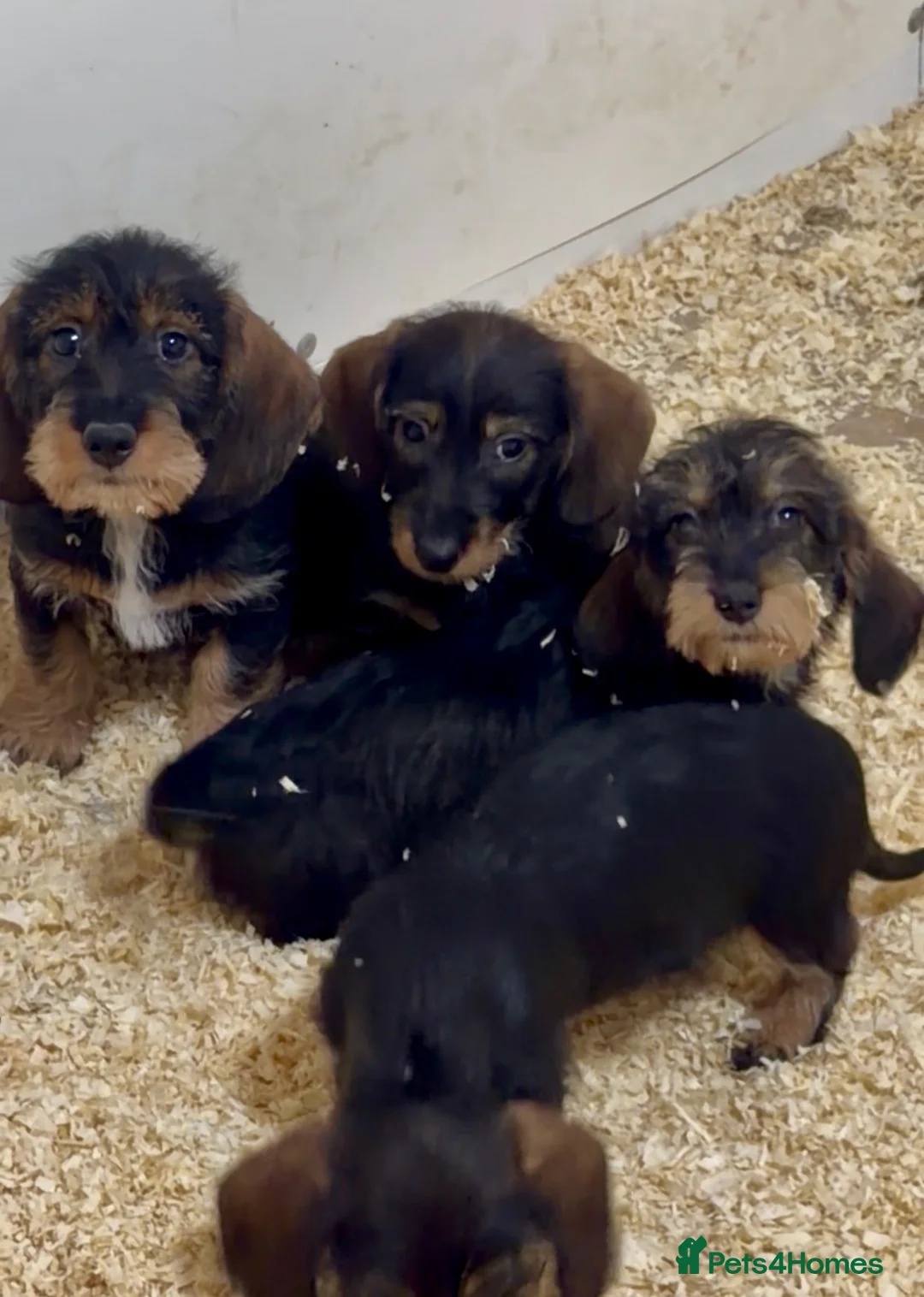 Dachshund dogs for sale: Wire Haired Dachshund Puppies - Advert 1