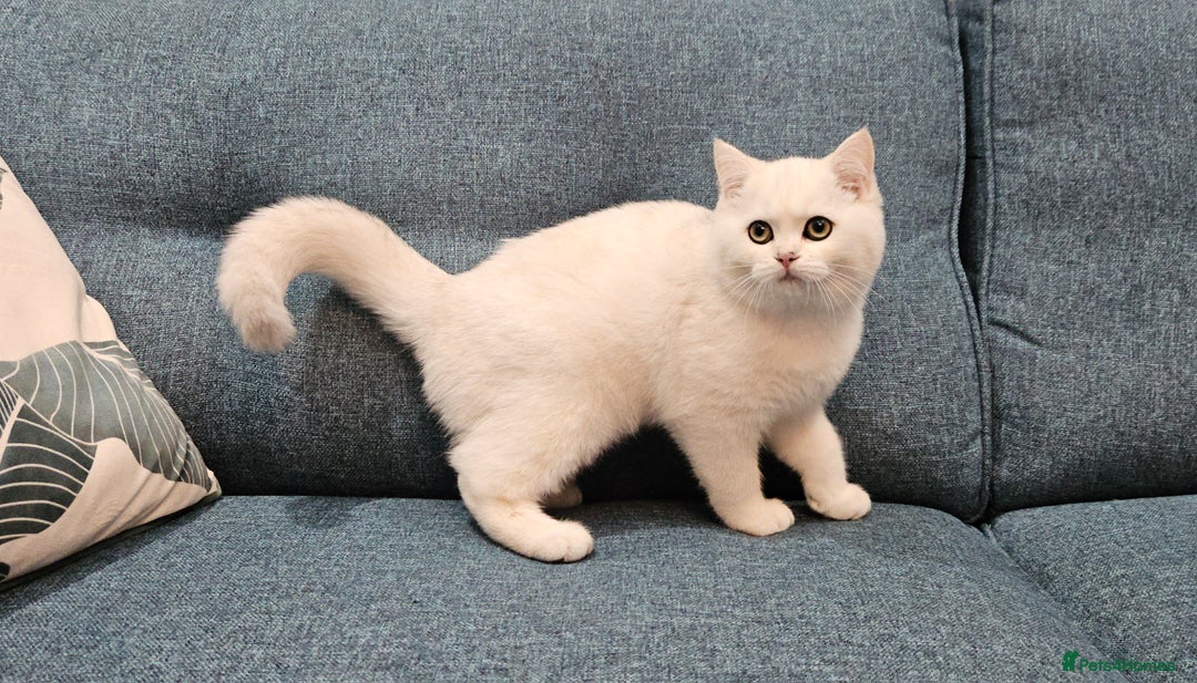 Scottish Fold cats for sale: Excellent Scottish straight kittens  - Image 8