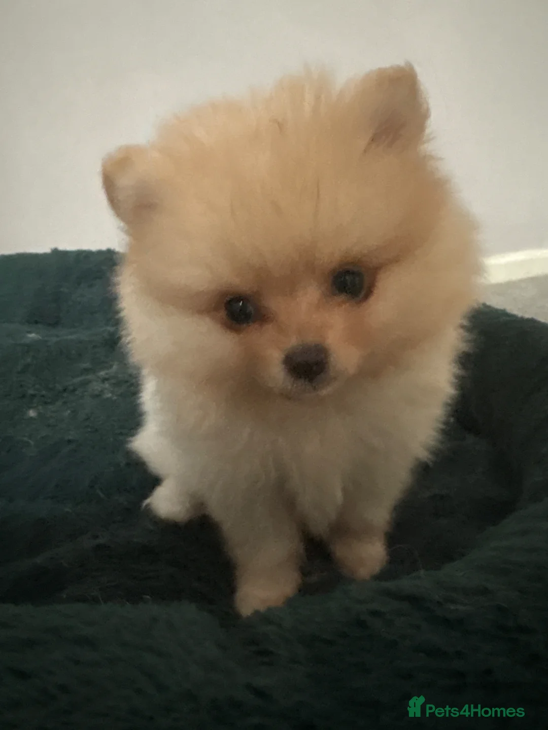 Pomeranian dogs for sale: Stunning Male Pomeranian Puppy - Advert 2