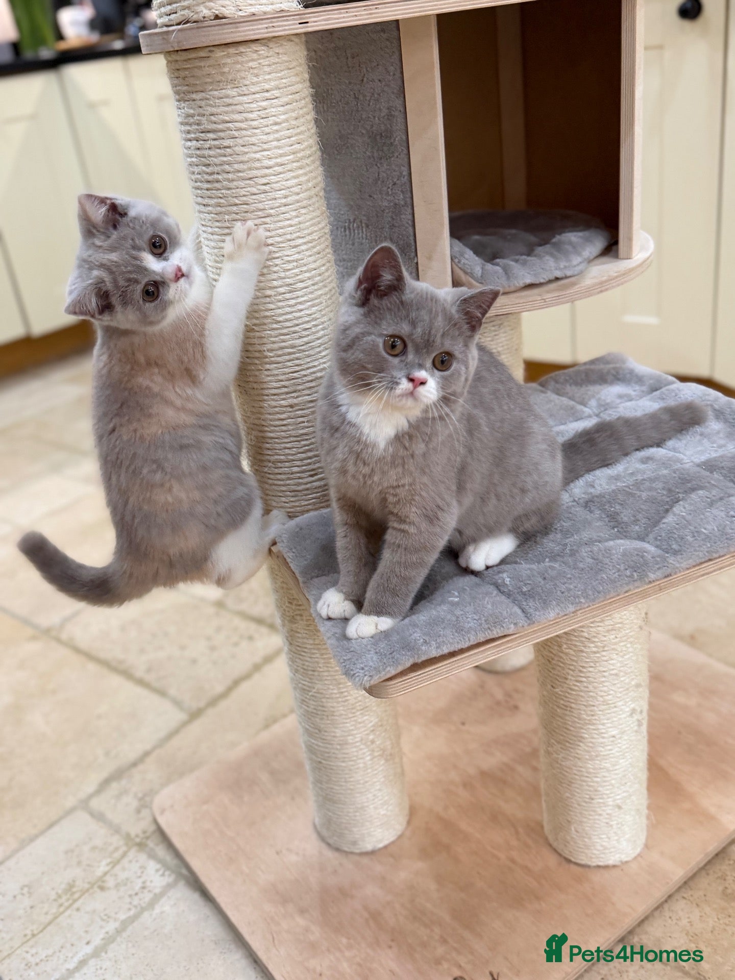 British Shorthair cats READY NEXT WEEK - FULL PEDIGREE REGISTERED BSH - Advert 2