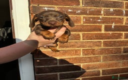 Miniature Dachshund dogs for sale: Miniature Dachshund Puppies  - Image 17