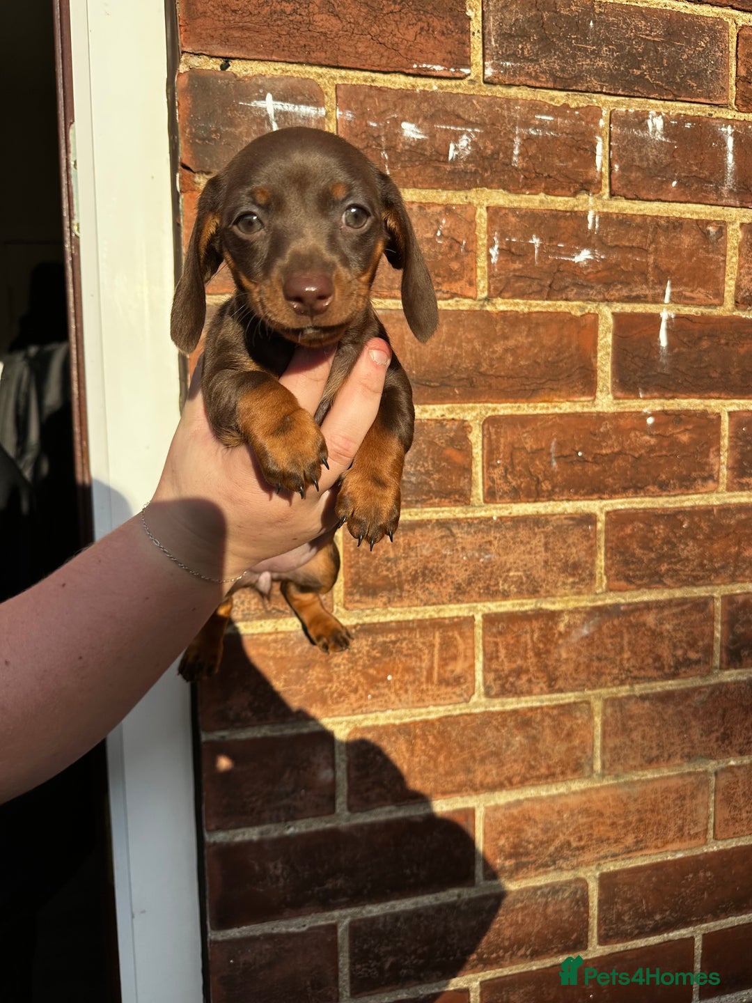 Miniature Dachshund dogs for sale: Miniature Dachshund Puppies  - Image 17