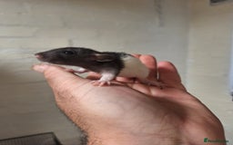Rat rodents for sale: Baby rats  - Image 6
