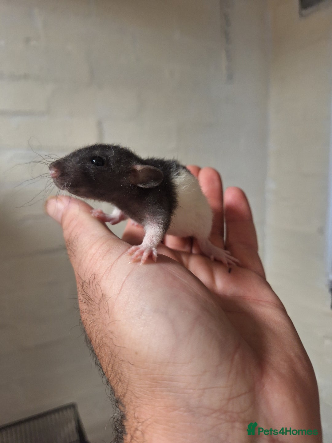 Rat rodents for sale: Baby rats  - Image 6