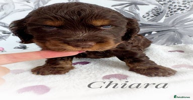 Cocker Spaniel dogs - Advert 7