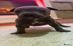 Staffordshire Bull Terrier dogs for sale: 9 Beautiful blue staff puppy’s !  - Image 1