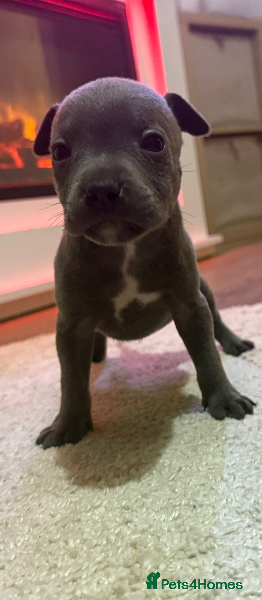 Staffordshire Bull Terrier dogs for sale: 9 Beautiful blue staff puppy’s !  - Image 1