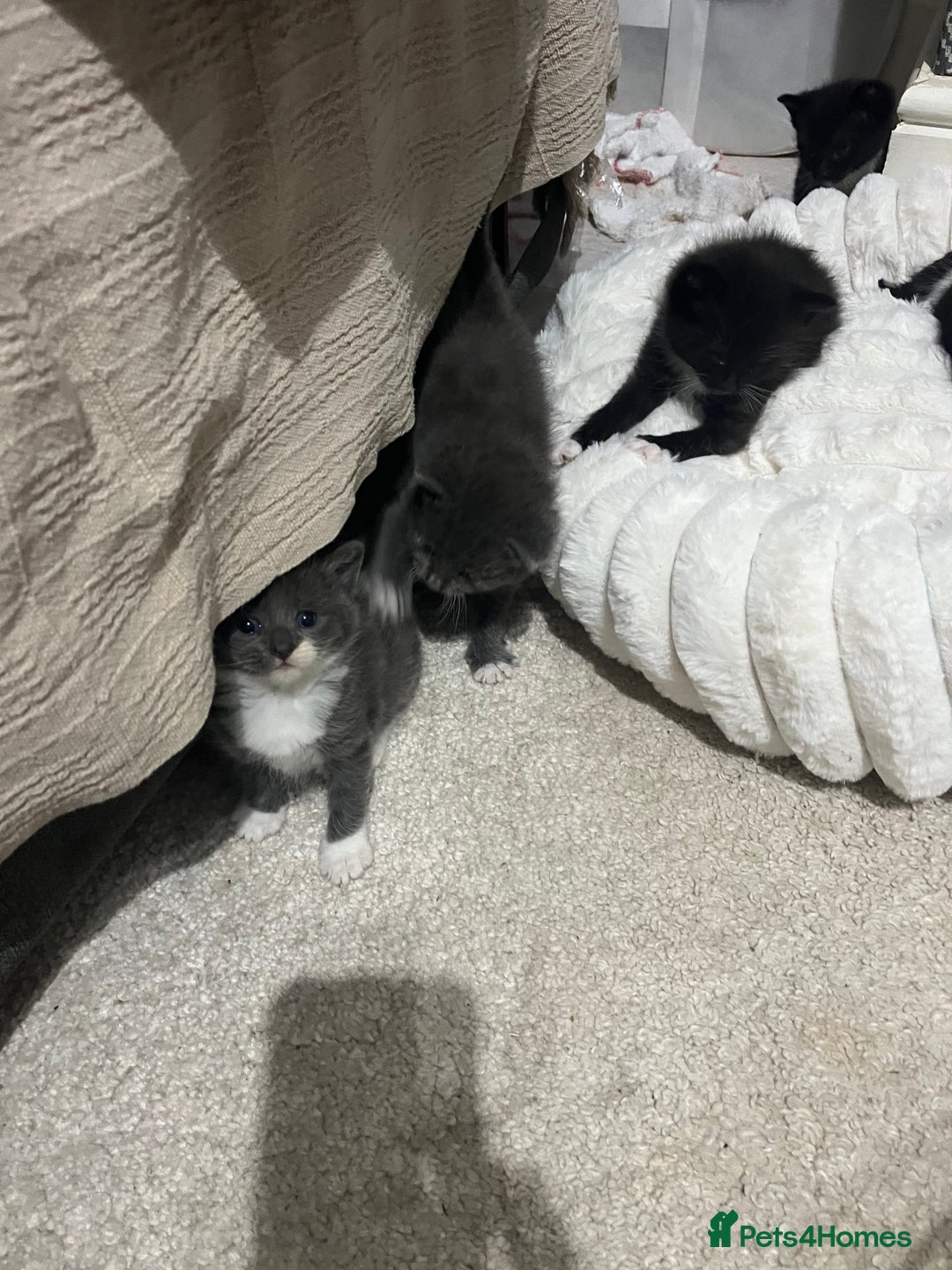 British Shorthair cats for sale: Mix of Persian and domestic short hair kittens - Advert 5