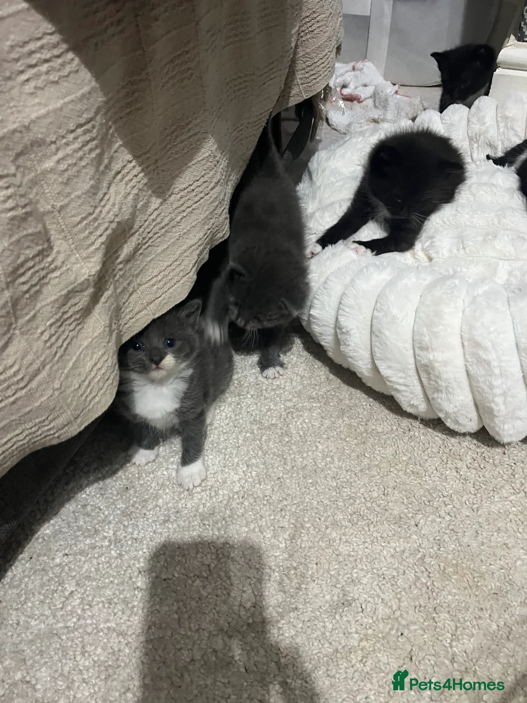 British Shorthair cats for sale: Mix of Persian and domestic short hair kittens - Advert 5