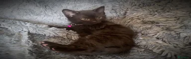 Pink collar female
