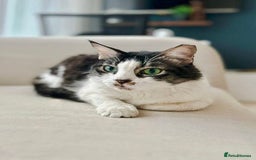 Mixed Breed cats for adoption: Meet Charli - Image 6