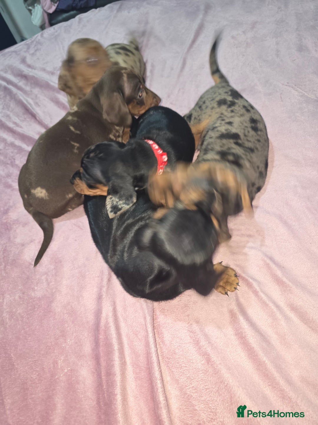 Miniature Dachshund dogs for sale: True to type kc dad home raised both parents here - Advert 24