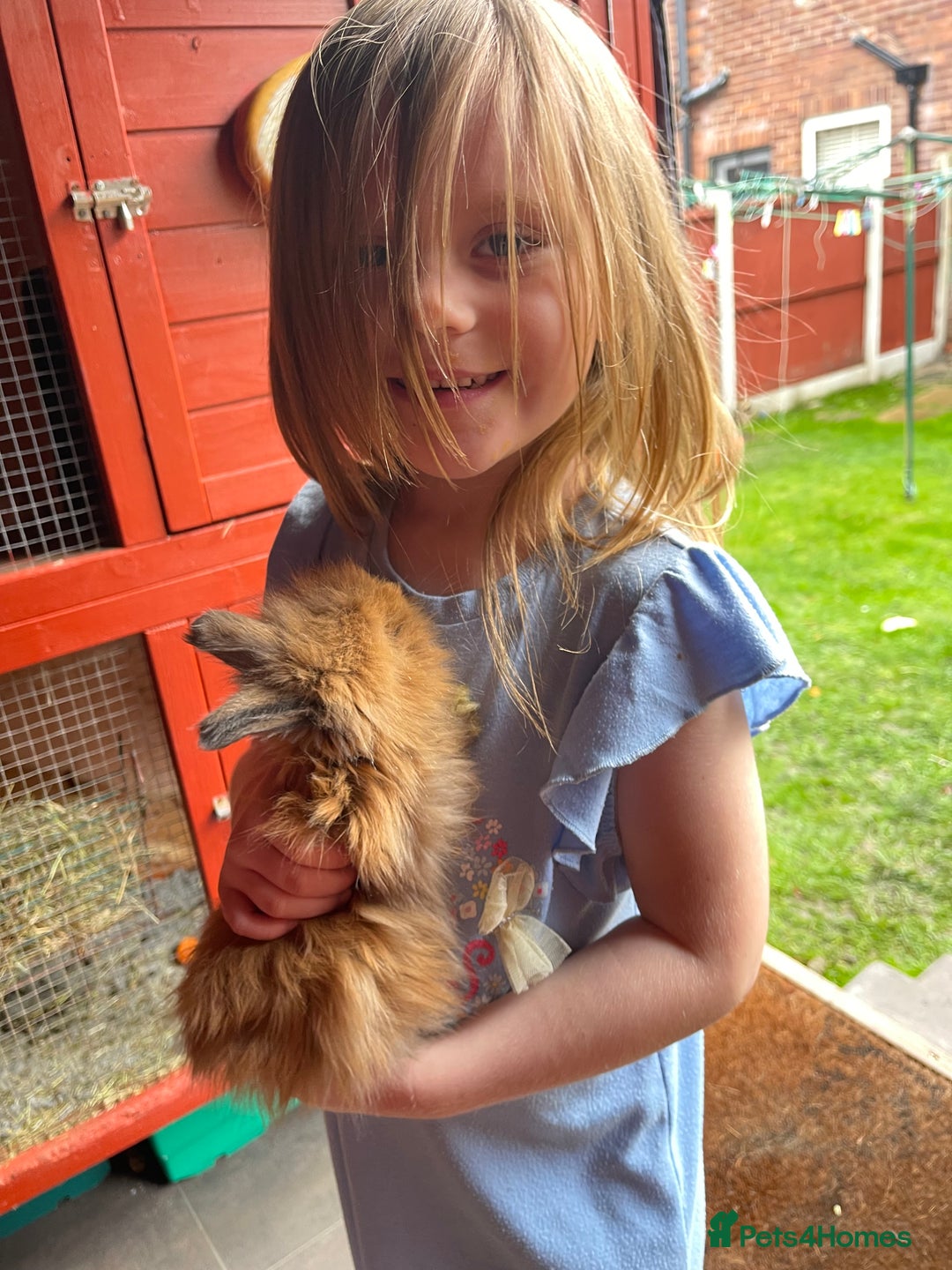 Angora rabbits for sale: French Imported Pedigree English Angoras - Advert 31