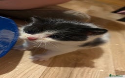 Turkish Van cats for sale: Turkish van kittens - Image 1