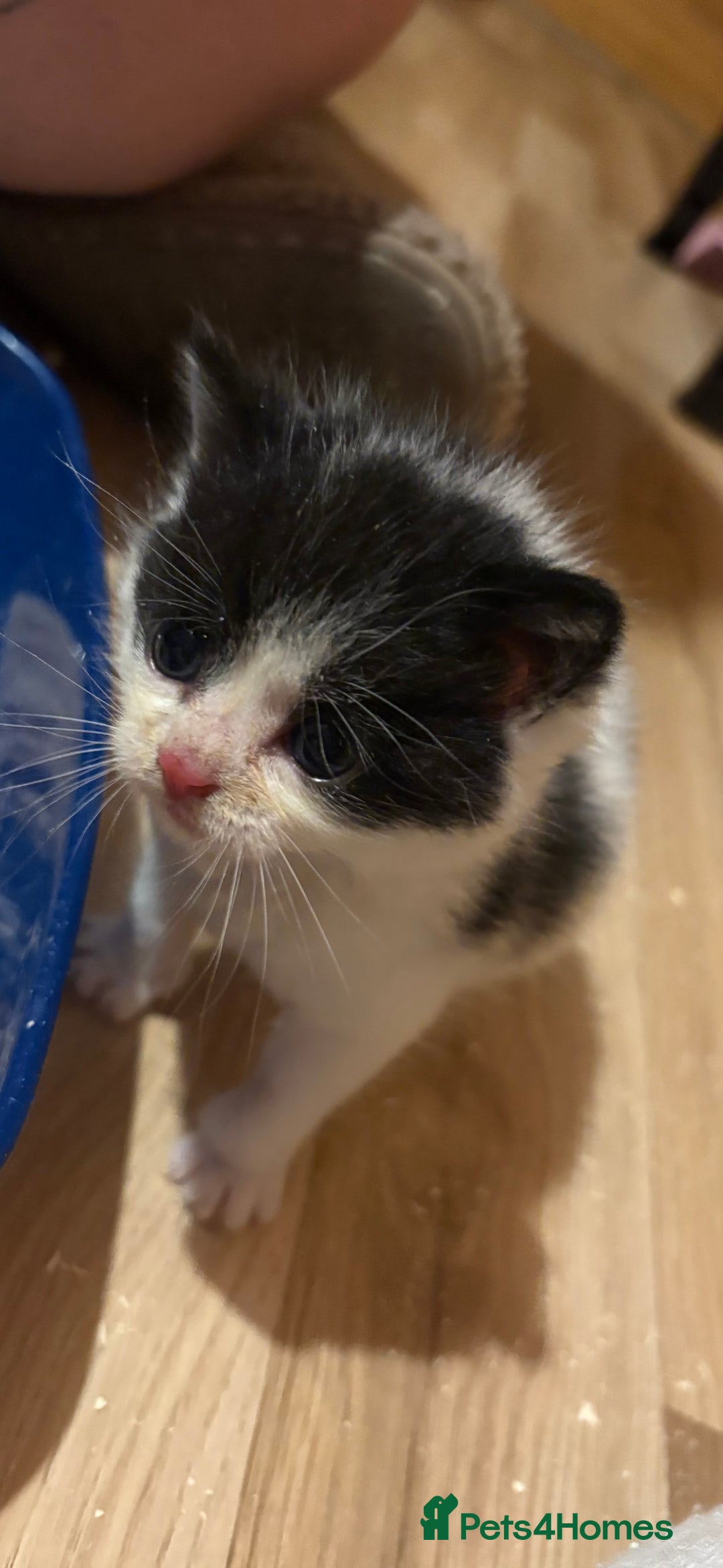 Turkish Van cats for sale: Turkish van kittens - Image 1