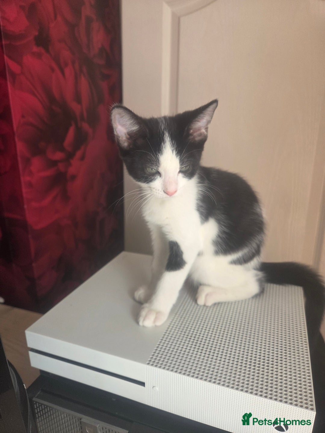 Domestic Shorthair cats for sale: 2 male kittens - Image 4