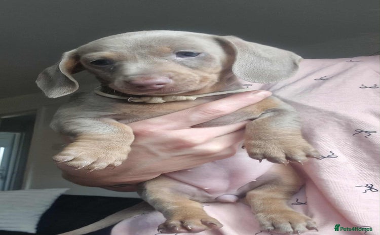Dachshund dogs - Advert 1