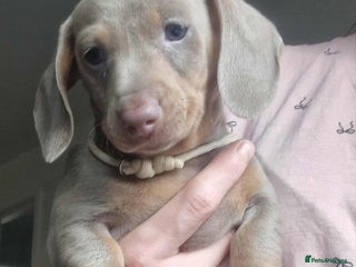 Dachshund dogs - Advert 30