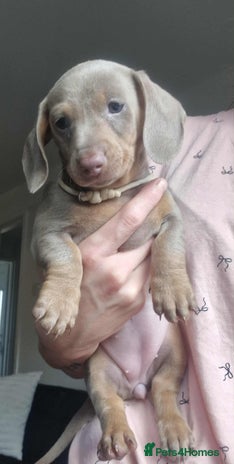 Dachshund dogs - Advert 8