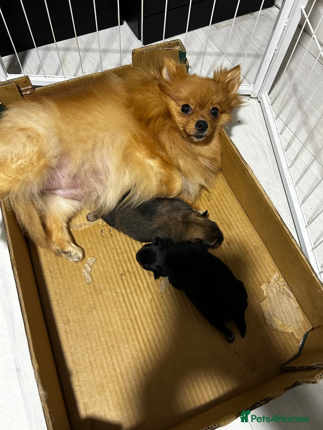 Pomeranian dogs for sale: Beautiful baby girls  - Advert 1