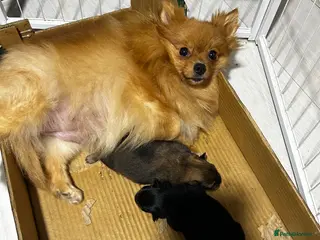 Pomeranian dogs Beautiful baby girls - Advert 1