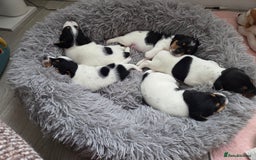 Jack Russell dogs for sale: Tricolour short legs Jack Russell  - Image 16