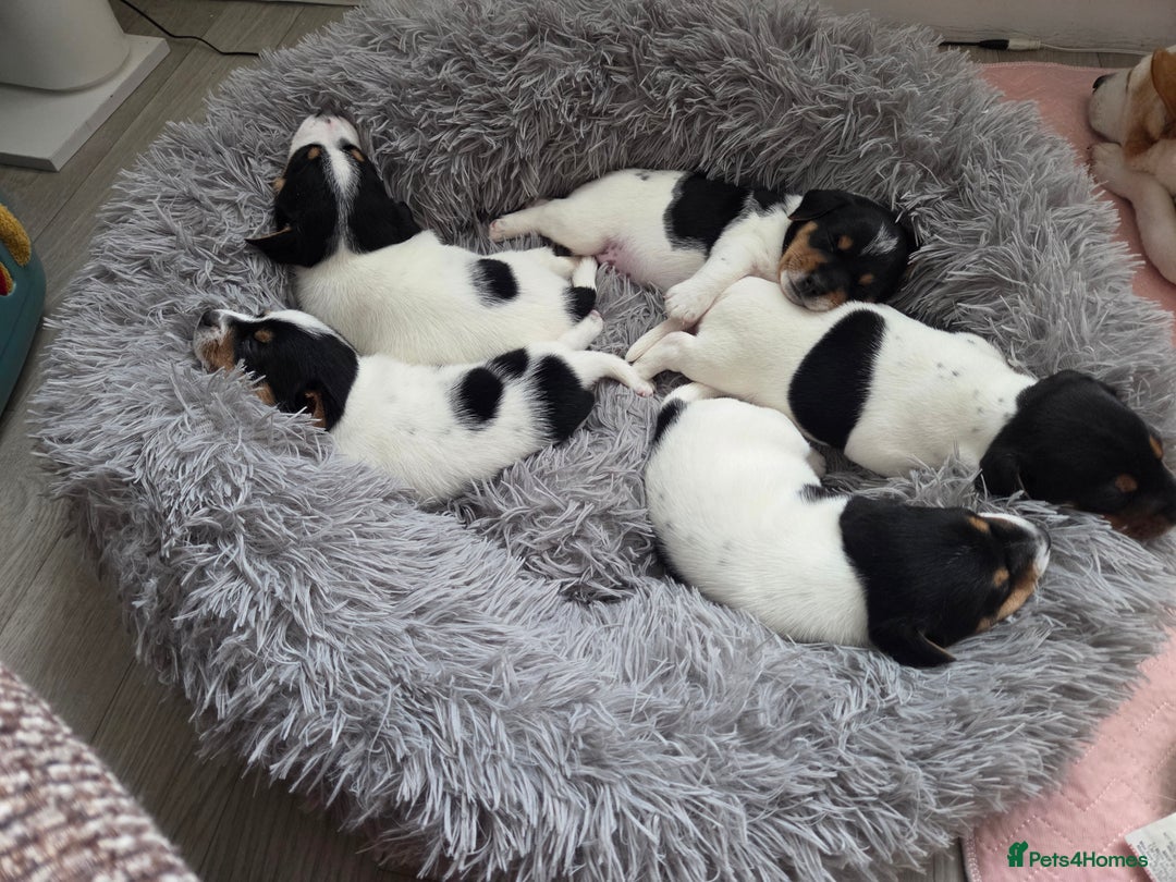 Jack Russell dogs for sale: Tricolour short legs Jack Russell  - Image 16