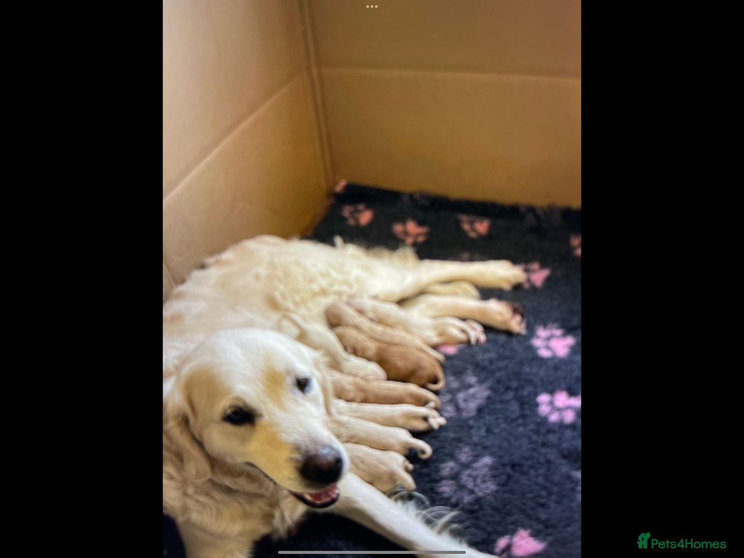 Golden Retriever dogs for sale: KC Reg show line golden female  - Image 3