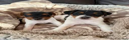 Jack Russell dogs for sale: 2x Jack Russell Puppies Left in Buxton - Advert 1