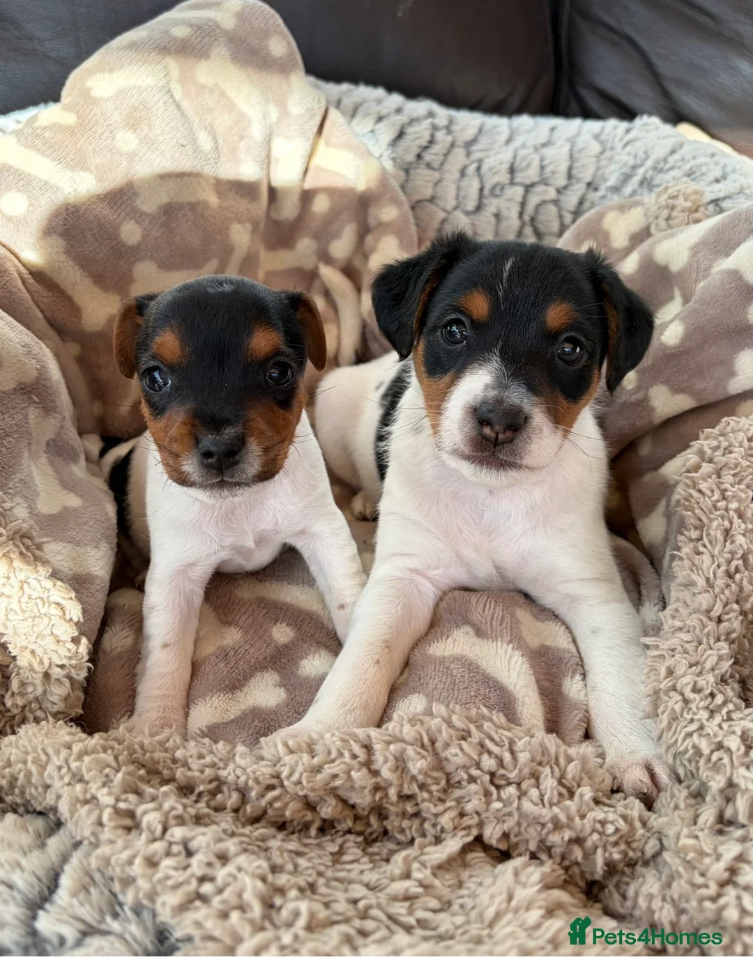 Jack Russell dogs for sale: 2x Jack Russell Puppies Left in Buxton - Advert 1