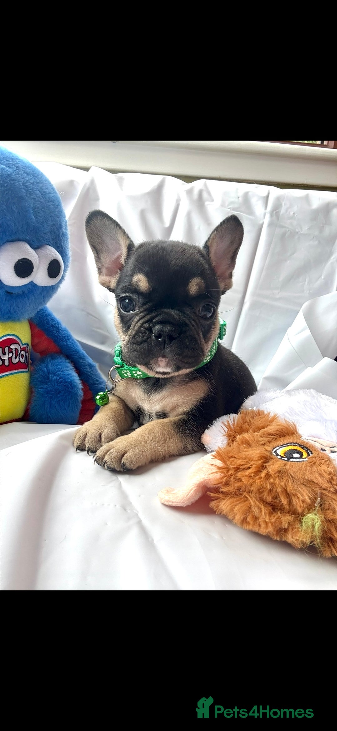 French Bulldog dogs for sale: French bulldog puppies - Image 13