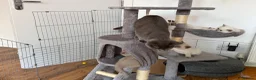 British Shorthair cats for sale: Stunning Pedigree Kittens | DNA Clear in Glasgow - Advert 8