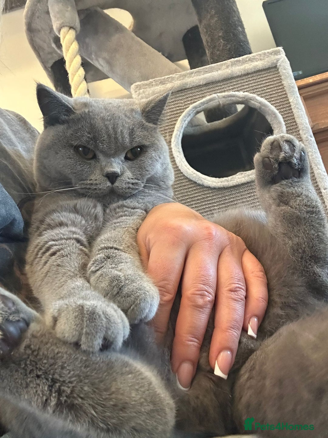 British Shorthair cats for sale: Excellent Champion line  - Advert 1