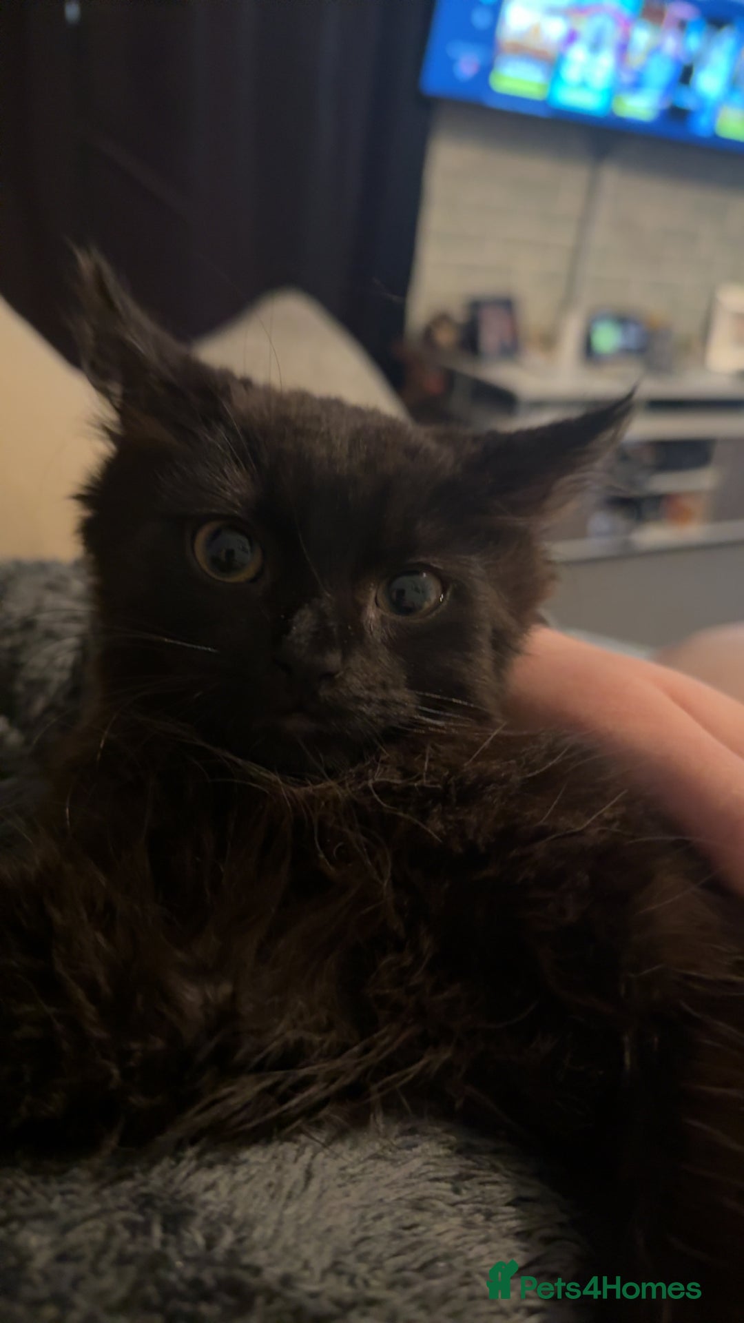 British Longhair cats for sale: Male kitten British long hair x mainecoone - Image 4