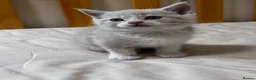 Scottish Fold cats for sale: Scottish Fold & Straight Kittens 🐾 - Advert 23