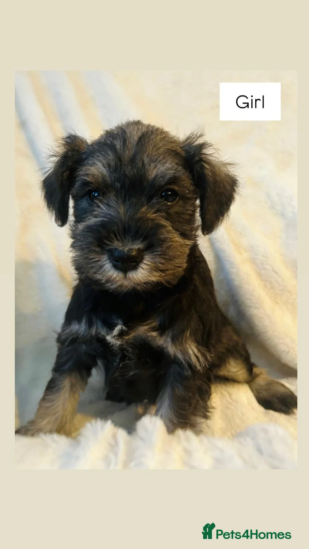 Miniature Schnauzer dogs for sale: KC registered Minature schnauzer puppies - Advert 5