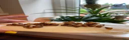 Snails invertebrates for sale: Albino Giant African Land Snails (Achatina Fulica) - Advert 3