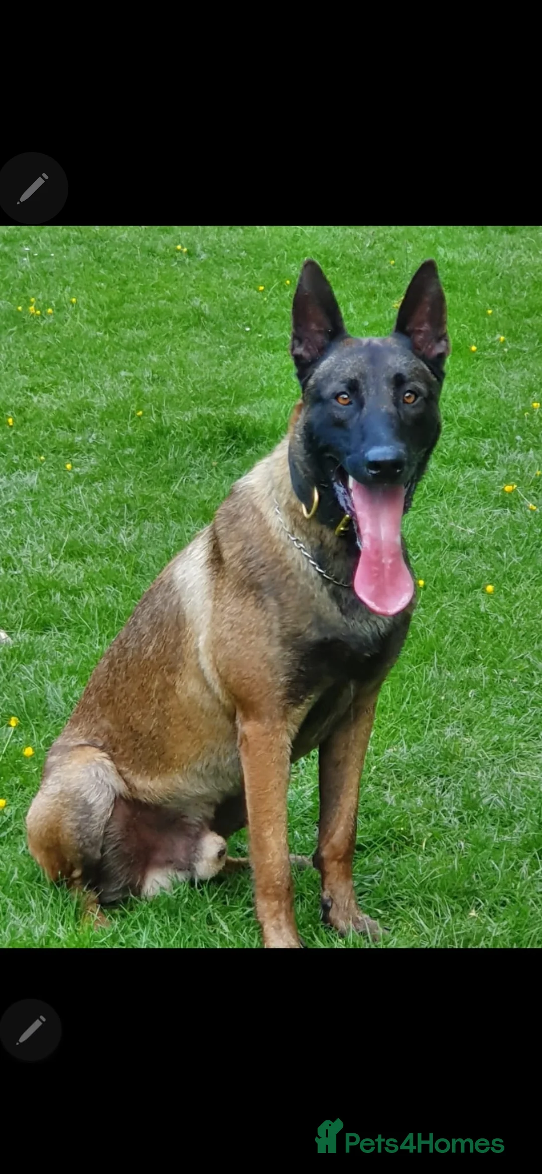 Belgian Shepherd Dog dogs for sale: Kabus - Advert 5