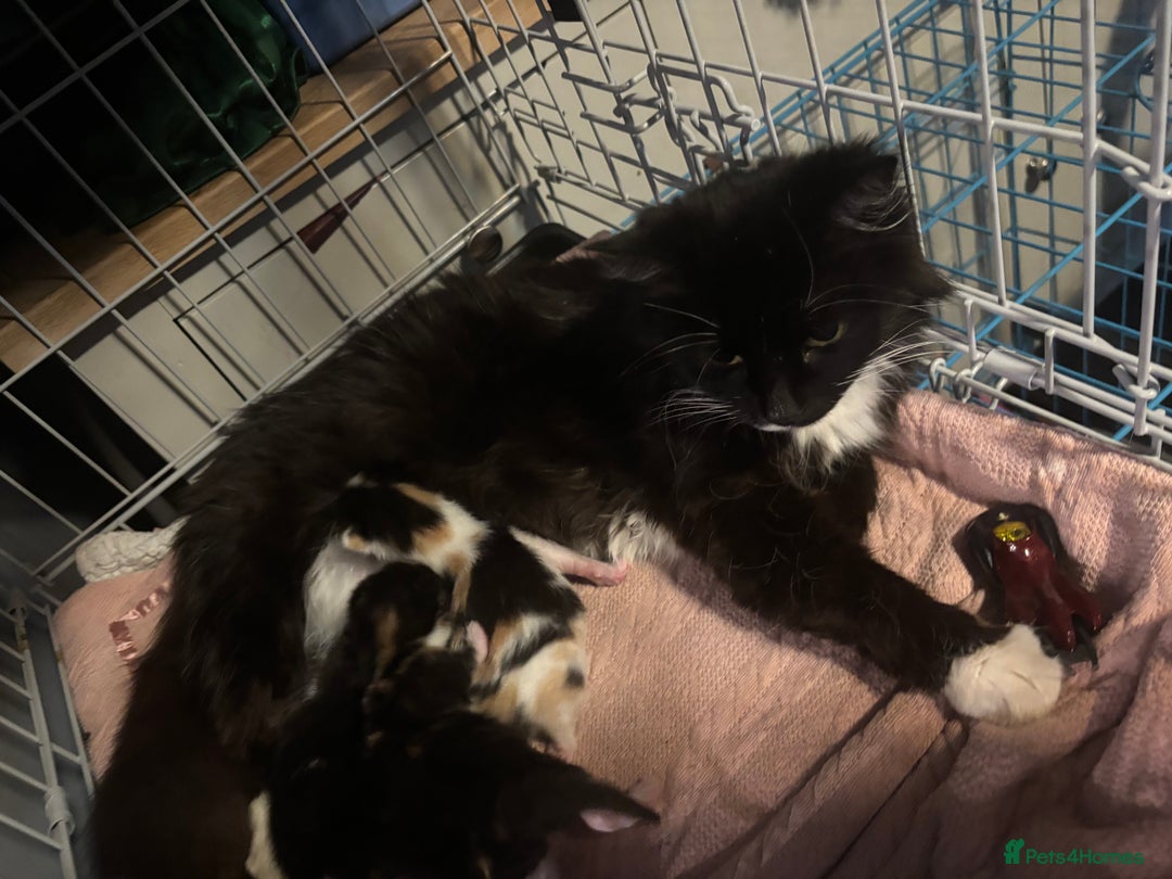 Mixed Breed cats for sale: 3 beautiful Kittens for sale  - Image 5