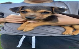 Mixed Breed dogs for sale: Border X Lakeland Terrier Puppies - Image 19