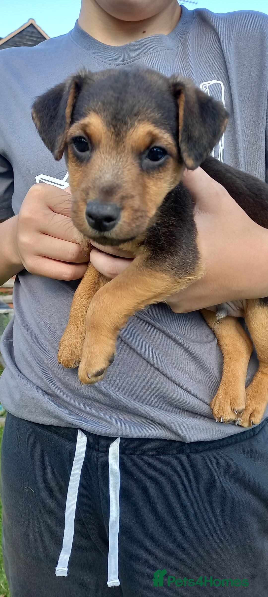 Mixed Breed dogs for sale: Border X Lakeland Terrier Puppies - Image 19