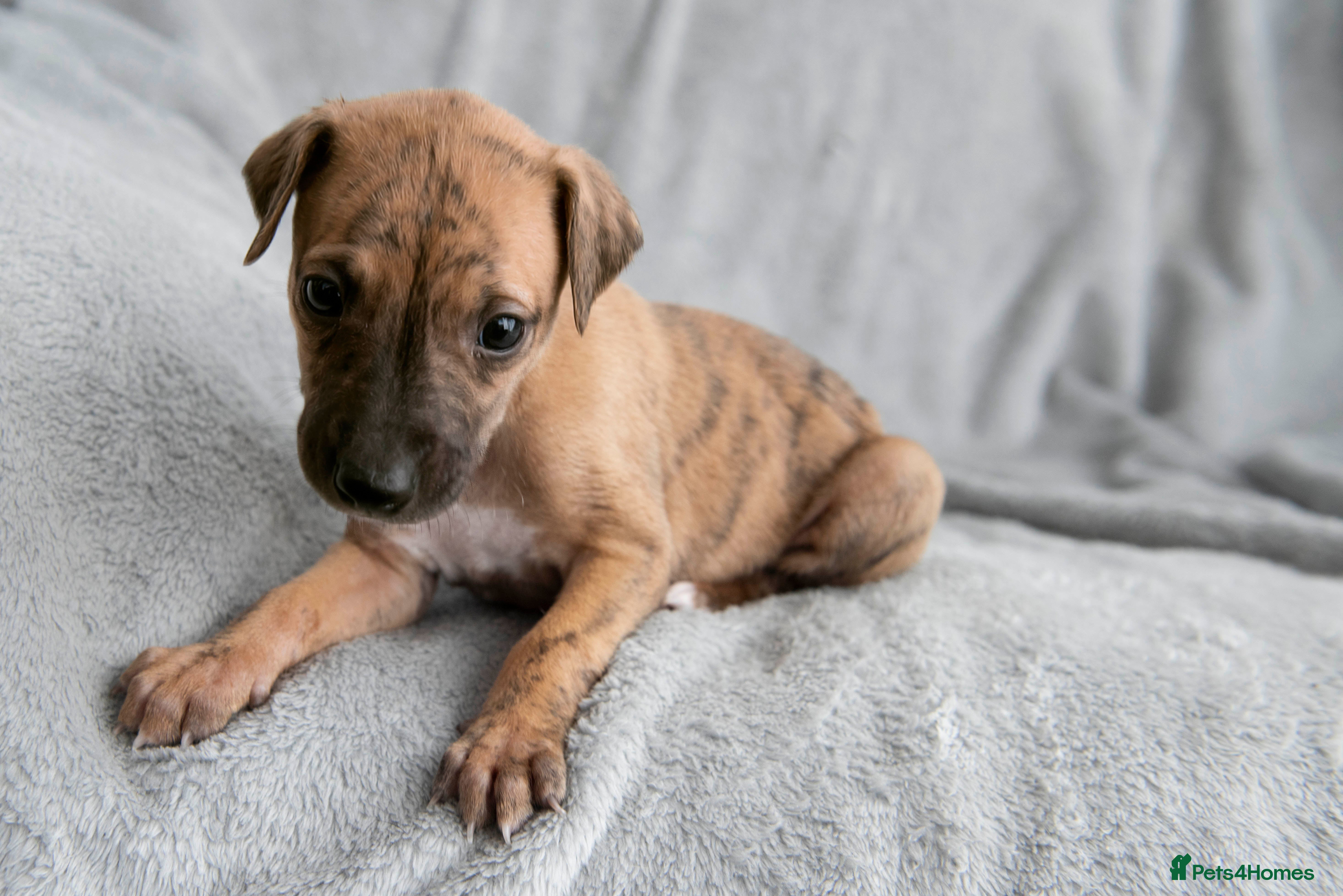 Whippet dogs 2 BRACKENSWIFT PUPPIES AVAILABLE  - Advert 1