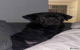 Mixed Breed dogs for sale: Newfoundland x chow chow pup - Advert 2