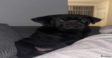 Mixed Breed dogs Newfoundland x chow chow pup - Advert 13